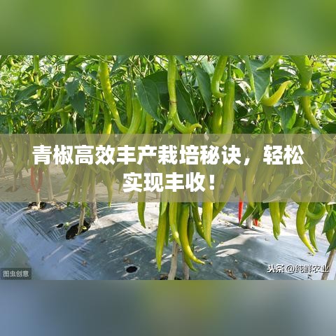 青椒高效豐產(chǎn)栽培秘訣，輕松實(shí)現(xiàn)豐收！