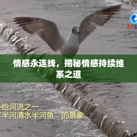 情感永連線，揭秘情感持續(xù)維系之道