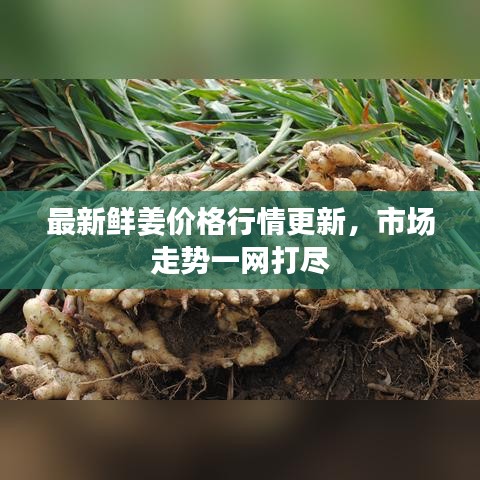 最新鮮姜價格行情更新，市場走勢一網(wǎng)打盡