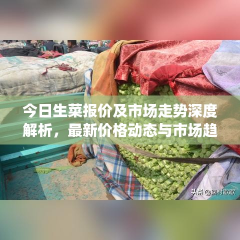 今日生菜報價及市場走勢深度解析，最新價格動態(tài)與市場趨勢一網(wǎng)打盡