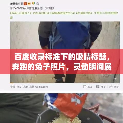 百度收錄標(biāo)準(zhǔn)下的吸睛標(biāo)題，奔跑的兔子照片，靈動瞬間展現(xiàn)活力魅力！