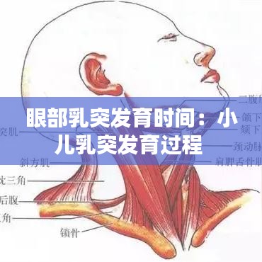 眼部乳突發(fā)育時(shí)間：小兒乳突發(fā)育過程 