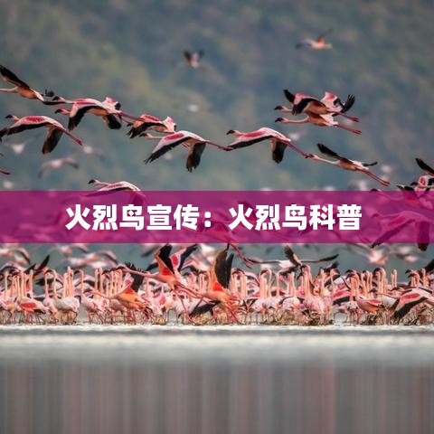 火烈鳥(niǎo)宣傳：火烈鳥(niǎo)科普 
