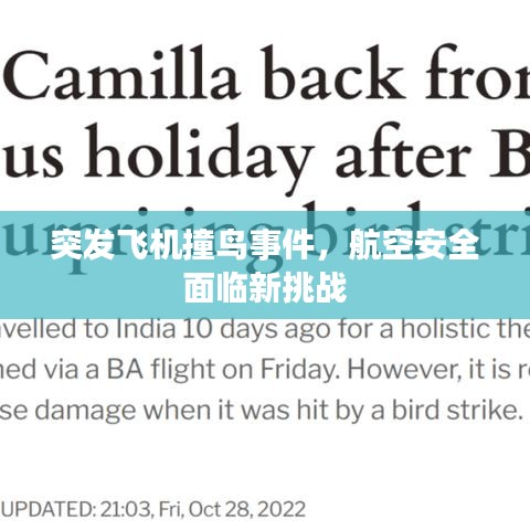 突發(fā)飛機撞鳥事件，航空安全面臨新挑戰(zhàn)