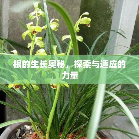 根的生長(zhǎng)奧秘，探索與適應(yīng)的力量