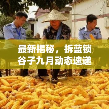 最新揭秘，拆藍(lán)鎖谷子九月動(dòng)態(tài)速遞
