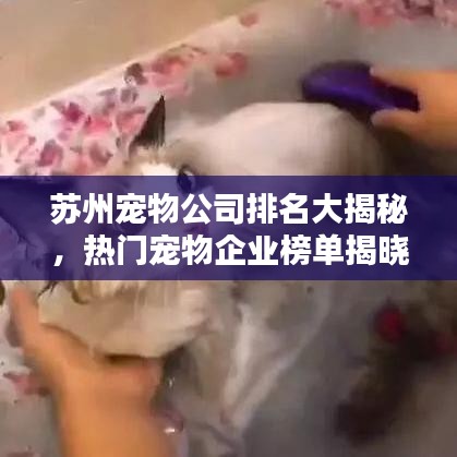 蘇州寵物公司排名大揭秘，熱門(mén)寵物企業(yè)榜單揭曉！
