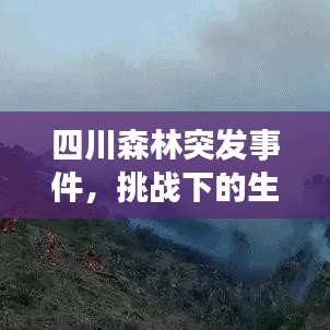 四川森林突發(fā)事件，挑戰(zhàn)下的生態(tài)守護與保護重要性