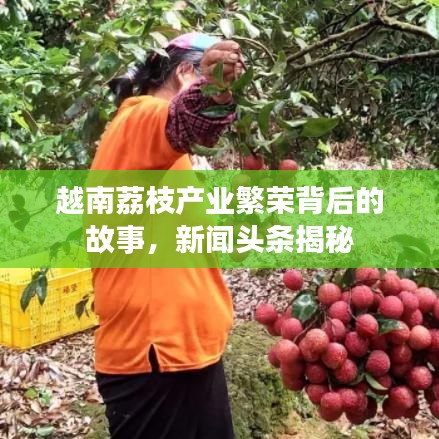越南荔枝產(chǎn)業(yè)繁榮背后的故事，新聞?lì)^條揭秘