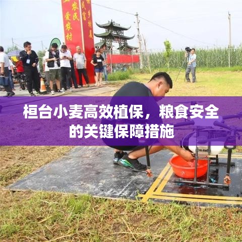桓臺小麥高效植保，糧食安全的關鍵保障措施