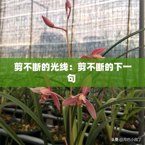 剪不斷的光線(xiàn)：剪不斷的下一句 