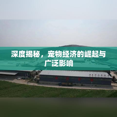深度揭秘，寵物經(jīng)濟的崛起與廣泛影響