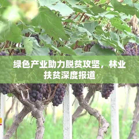 綠色產(chǎn)業(yè)助力脫貧攻堅(jiān)，林業(yè)扶貧深度報(bào)道