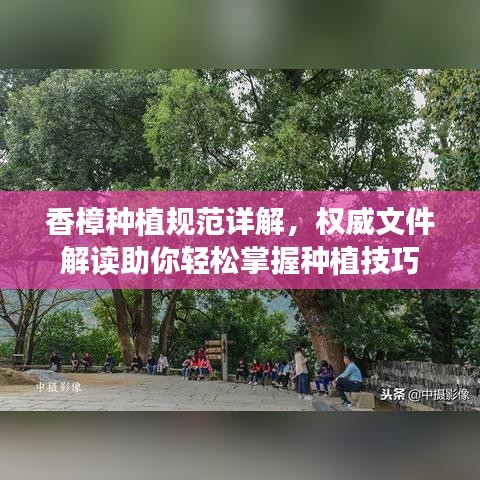 香樟種植規(guī)范詳解，權威文件解讀助你輕松掌握種植技巧