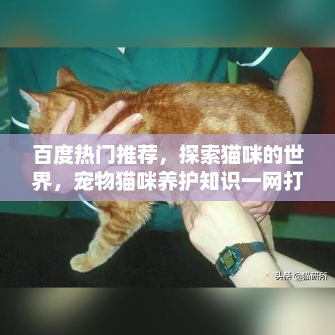 百度熱門推薦，探索貓咪的世界，寵物貓咪養(yǎng)護(hù)知識一網(wǎng)打盡