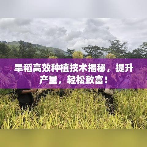 旱稻高效種植技術(shù)揭秘，提升產(chǎn)量，輕松致富！