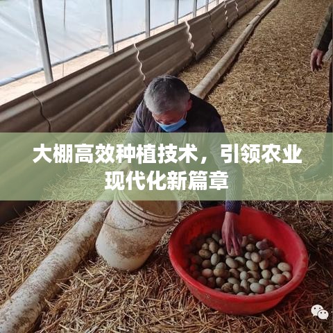 大棚高效種植技術(shù)，引領(lǐng)農(nóng)業(yè)現(xiàn)代化新篇章