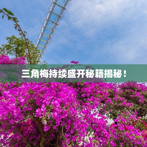 三角梅持續(xù)盛開秘籍揭秘！
