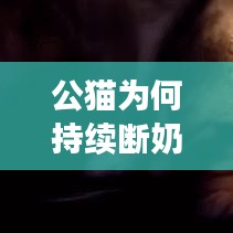 公貓為何持續(xù)斷奶？原因、后果及解決方法大解析！