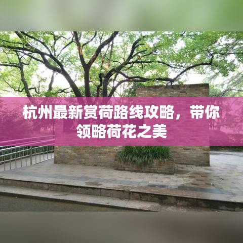 杭州最新賞荷路線(xiàn)攻略，帶你領(lǐng)略荷花之美