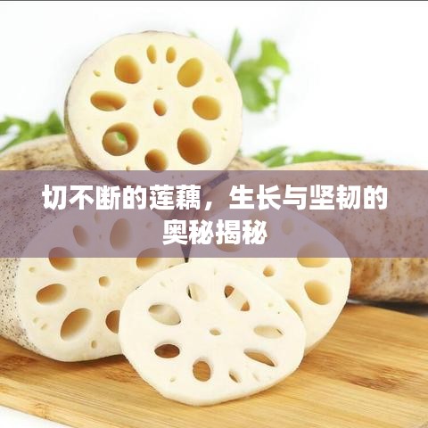 切不斷的蓮藕，生長與堅韌的奧秘揭秘