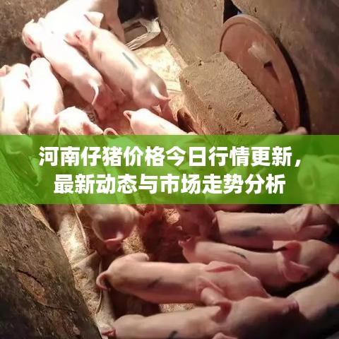 河南仔豬價(jià)格今日行情更新，最新動(dòng)態(tài)與市場(chǎng)走勢(shì)分析