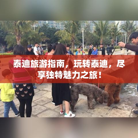 泰迪旅游指南，玩轉(zhuǎn)泰迪，盡享獨(dú)特魅力之旅！