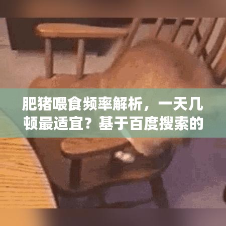 肥豬喂食頻率解析，一天幾頓最適宜？基于百度搜索的專業(yè)探討