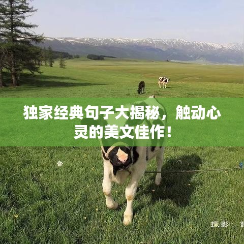 獨(dú)家經(jīng)典句子大揭秘，觸動(dòng)心靈的美文佳作！