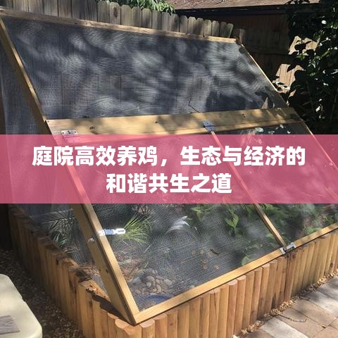庭院高效養(yǎng)雞，生態(tài)與經(jīng)濟的和諧共生之道