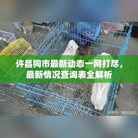 許昌狗市最新動(dòng)態(tài)一網(wǎng)打盡，最新情況查詢表全解析