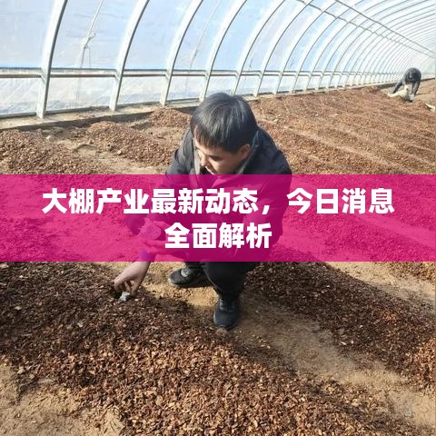 大棚產(chǎn)業(yè)最新動態(tài)，今日消息全面解析