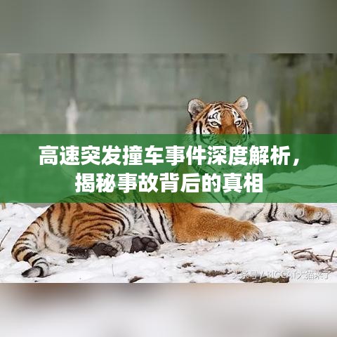 高速突發(fā)撞車事件深度解析，揭秘事故背后的真相