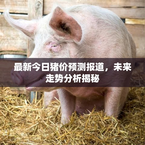 最新今日豬價(jià)預(yù)測(cè)報(bào)道，未來走勢(shì)分析揭秘