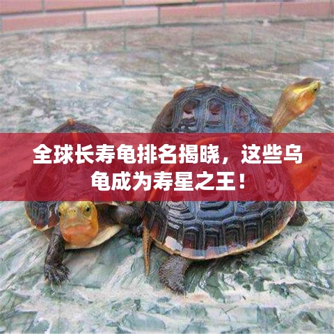 全球長(zhǎng)壽龜排名揭曉，這些烏龜成為壽星之王！