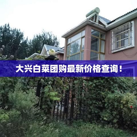大興白菜團(tuán)購最新價格查詢！