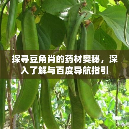 探尋豆角肖的藥材奧秘，深入了解與百度導(dǎo)航指引