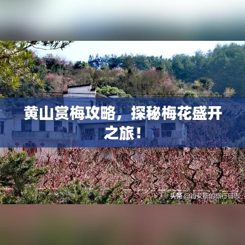 黃山賞梅攻略，探秘梅花盛開之旅！