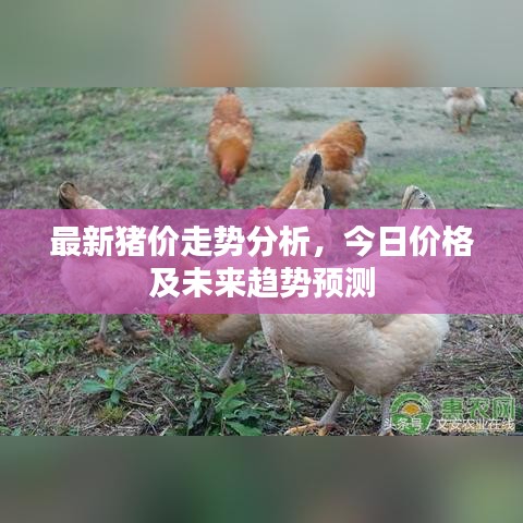 最新豬價走勢分析，今日價格及未來趨勢預(yù)測