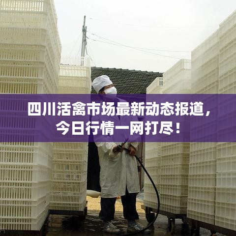 四川活禽市場最新動態(tài)報道，今日行情一網(wǎng)打盡！