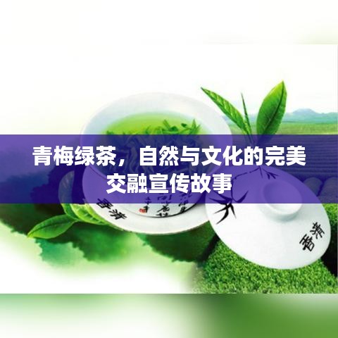 青梅綠茶，自然與文化的完美交融宣傳故事