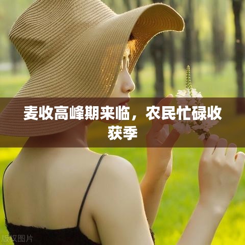 麥收高峰期來臨，農(nóng)民忙碌收獲季