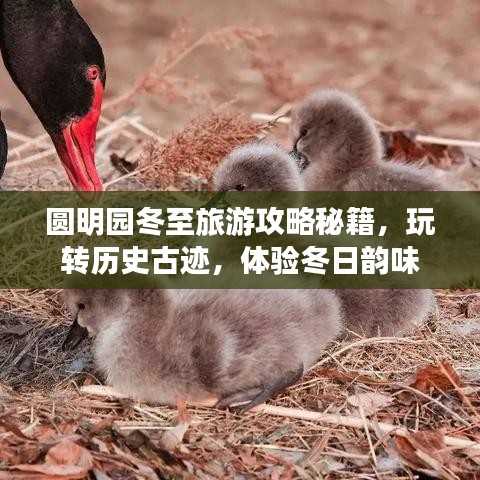 圓明園冬至旅游攻略秘籍，玩轉(zhuǎn)歷史古跡，體驗(yàn)冬日韻味