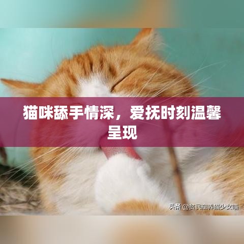 貓咪舔手情深，愛撫時刻溫馨呈現(xiàn)