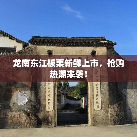 龍南東江板栗新鮮上市，搶購熱潮來襲！