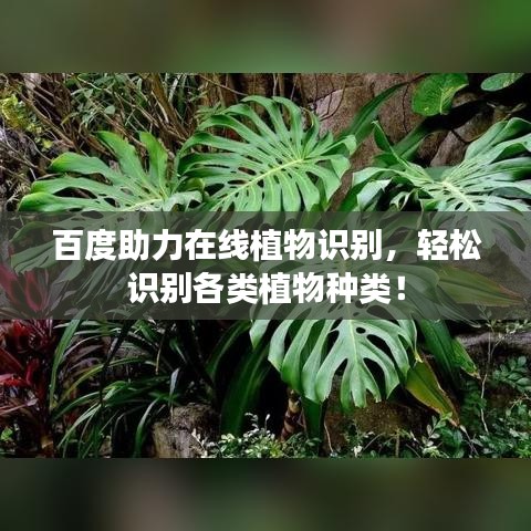 百度助力在線植物識別，輕松識別各類植物種類！