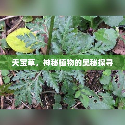 天寶草，神秘植物的奧秘探尋