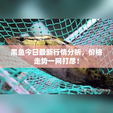 黑魚今日最新行情分析，價格走勢一網(wǎng)打盡！