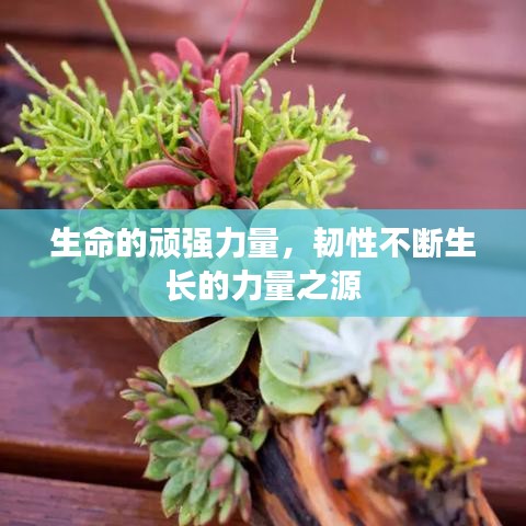 生命的頑強(qiáng)力量，韌性不斷生長(zhǎng)的力量之源