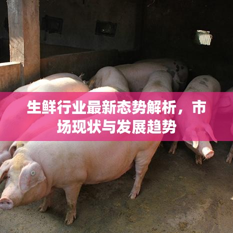 生鮮行業(yè)最新態(tài)勢(shì)解析，市場(chǎng)現(xiàn)狀與發(fā)展趨勢(shì)